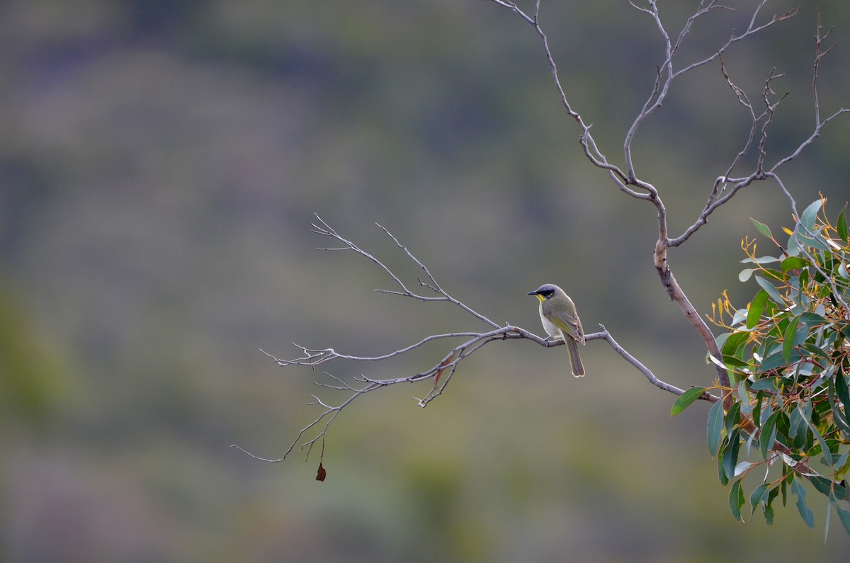 Purple-gaped Honeyeater - ML620884058