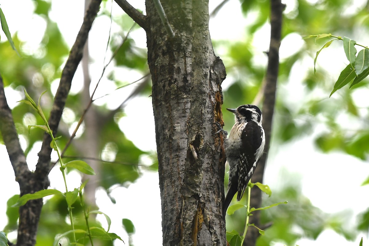 Eurasian Three-toed Woodpecker (Eurasian) - ML620884059