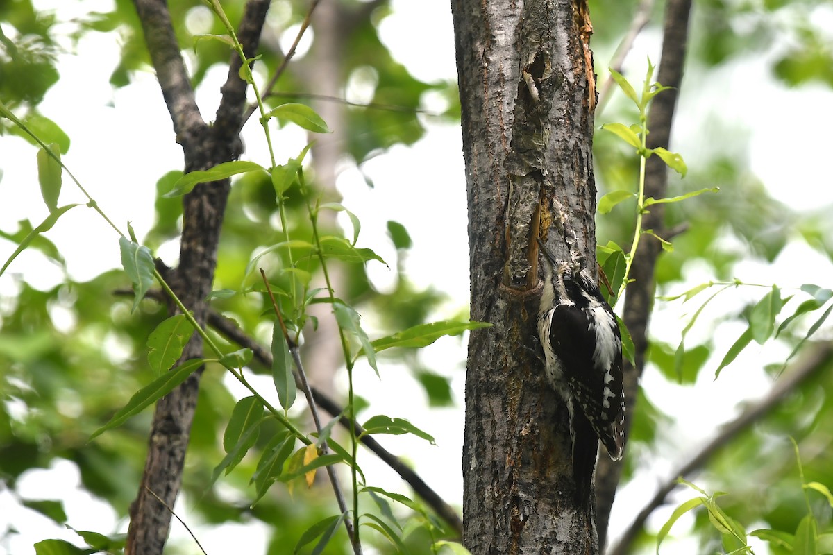 Eurasian Three-toed Woodpecker (Eurasian) - ML620884060