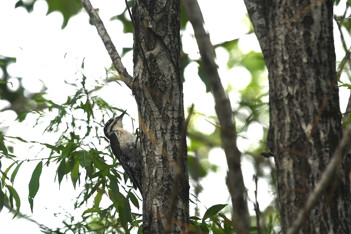 Eurasian Three-toed Woodpecker (Eurasian) - ML620884061