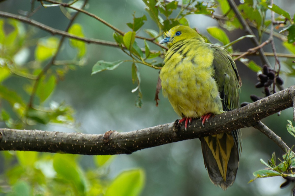 Wedge-tailed Green-Pigeon - ML620884062