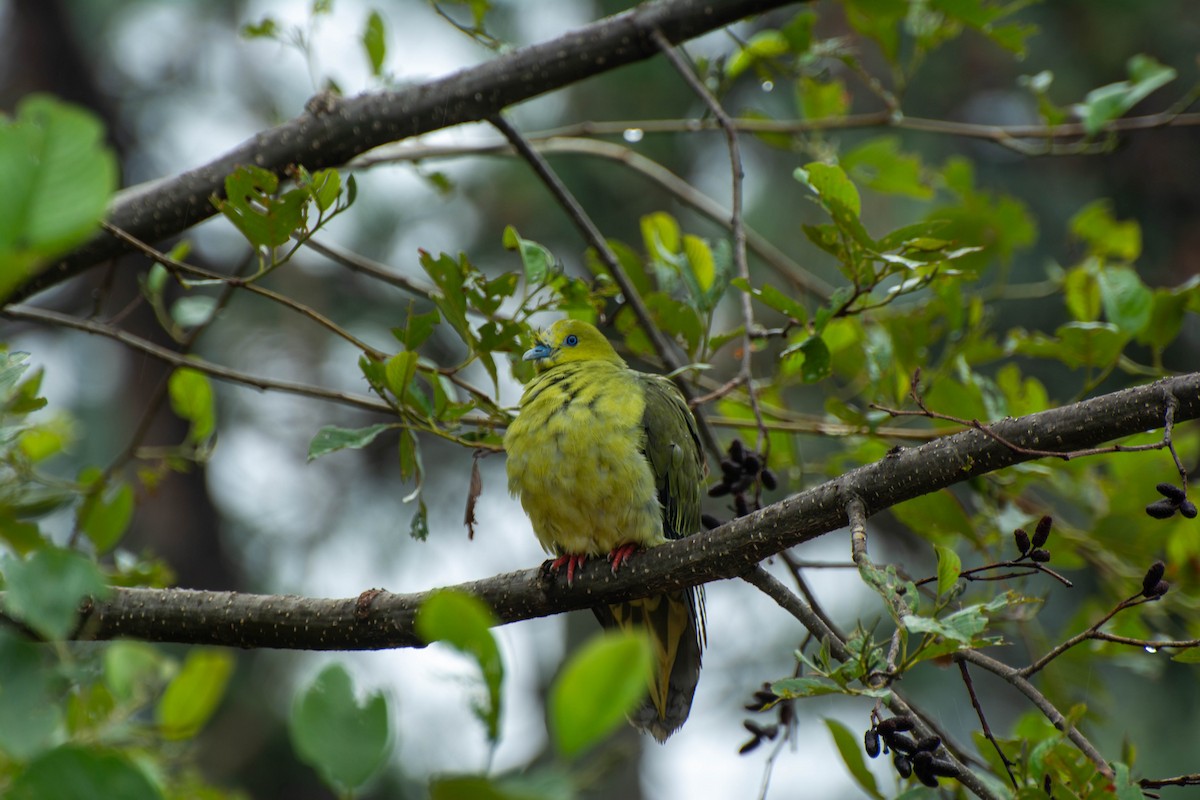 Wedge-tailed Green-Pigeon - ML620884063