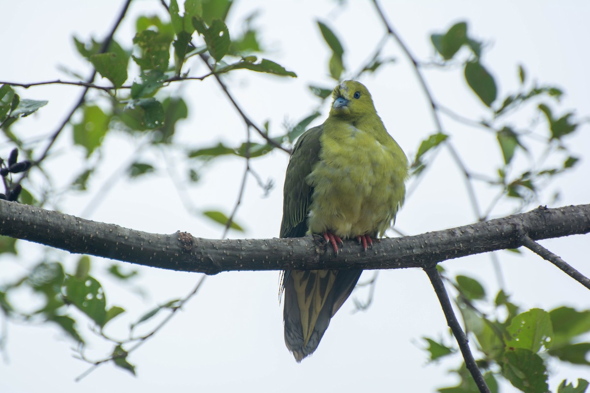 Wedge-tailed Green-Pigeon - ML620884064