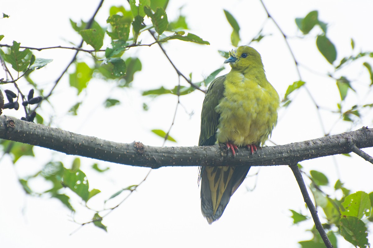 Wedge-tailed Green-Pigeon - ML620884065