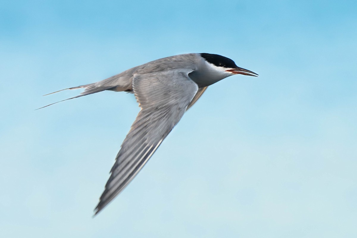 White-cheeked Tern - ML620884067