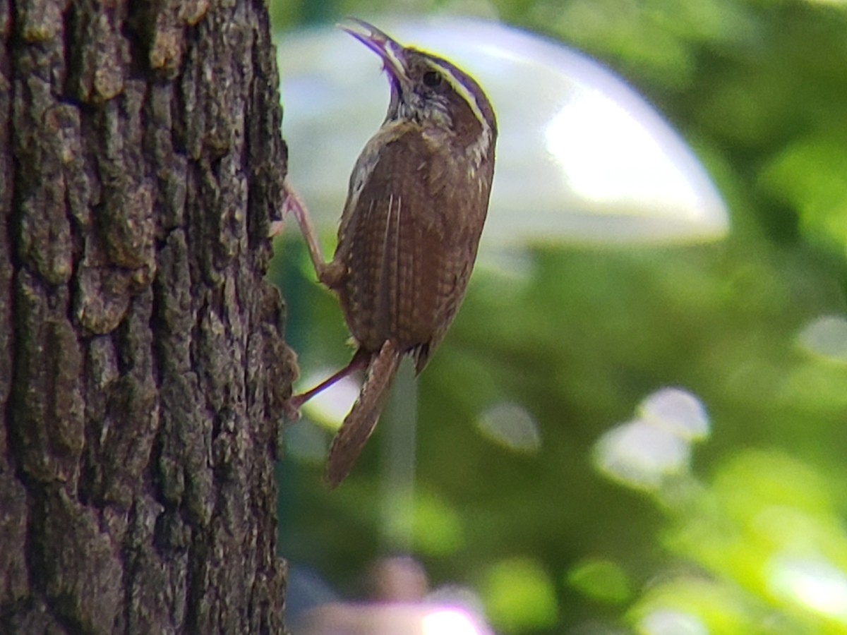 Carolina Wren - ML620884068