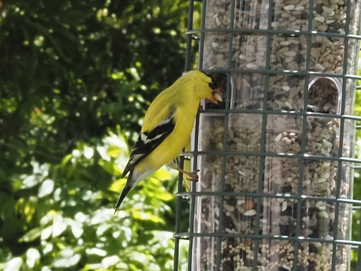 American Goldfinch - ML620884074