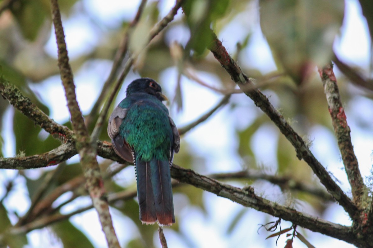 båndtrogon - ML620884075