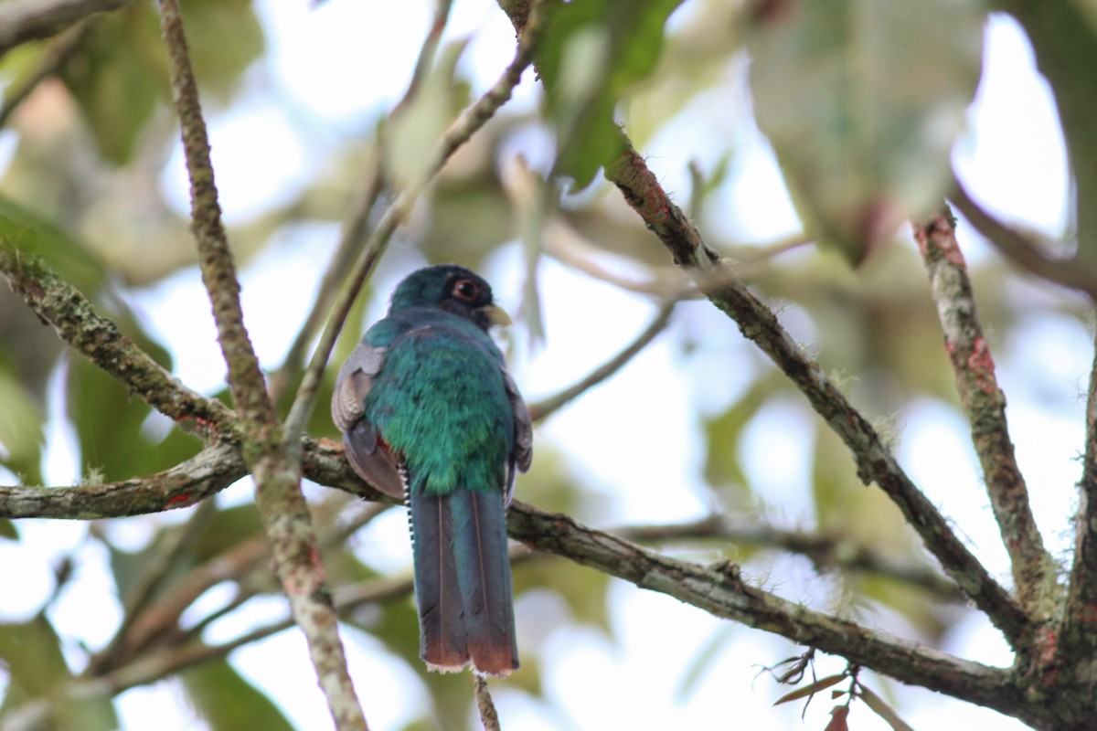 Collared Trogon - ML620884076