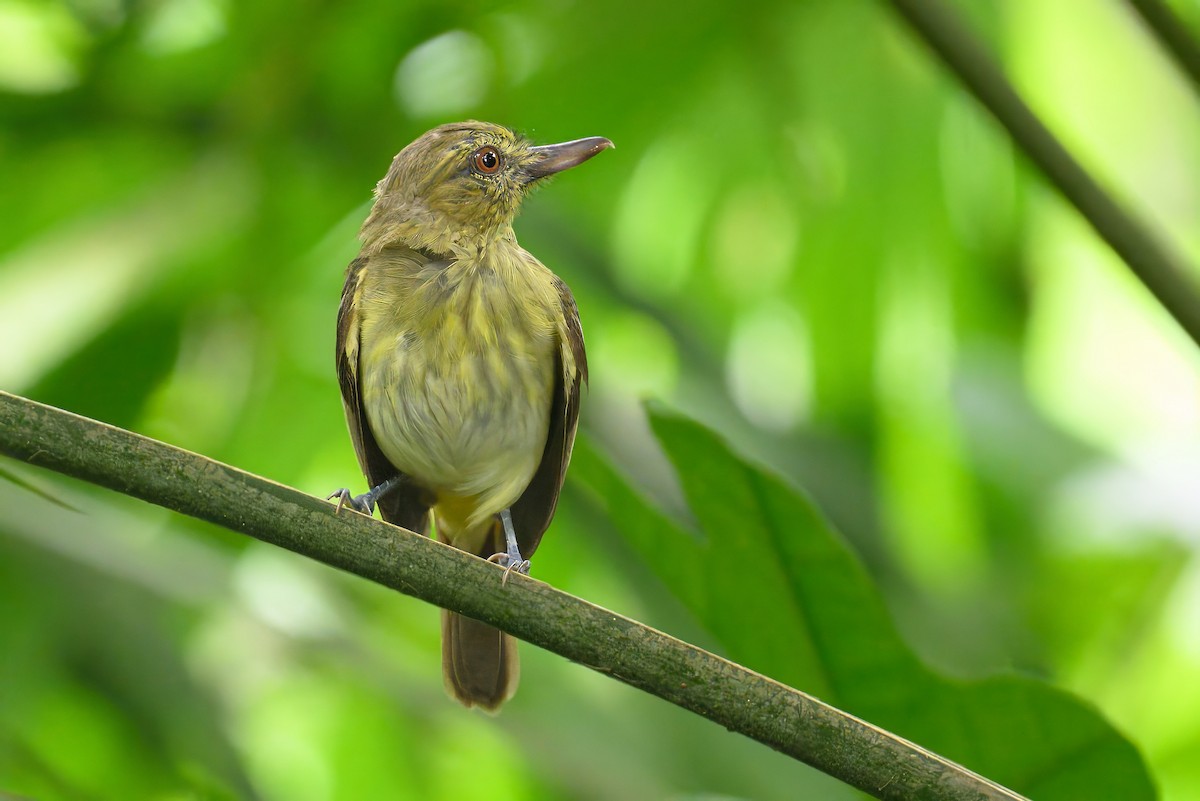 Bright-rumped Attila - ML620884080