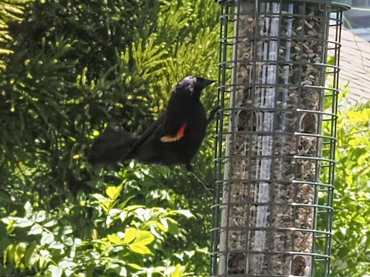 Red-winged Blackbird - ML620884084