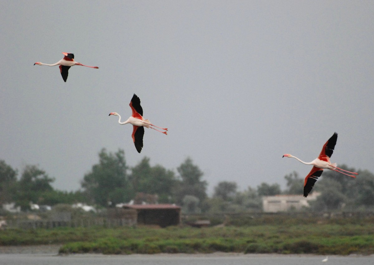 Greater Flamingo - ML620884085