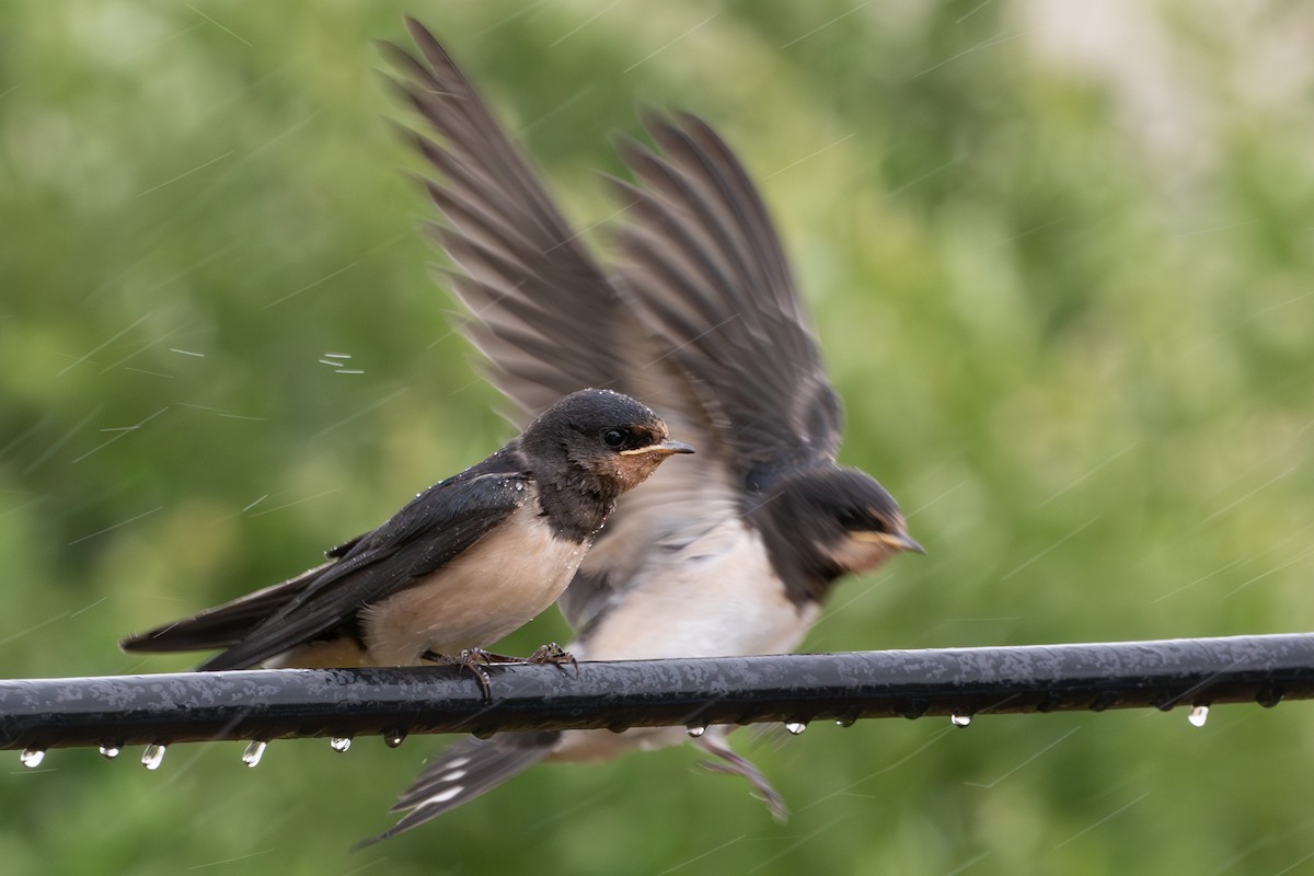 Barn Swallow - ML620884087