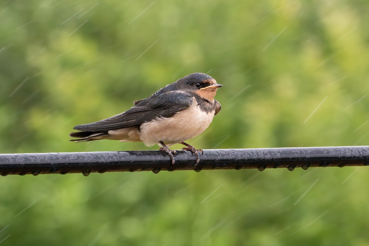Barn Swallow - ML620884088
