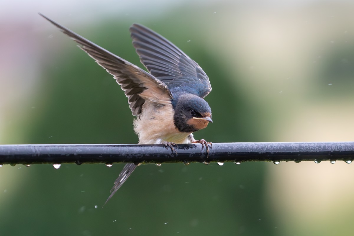 Barn Swallow - ML620884089