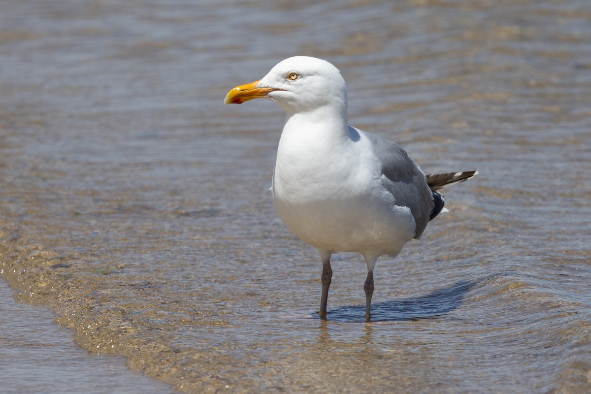 Gaviota Argéntea - ML620884093