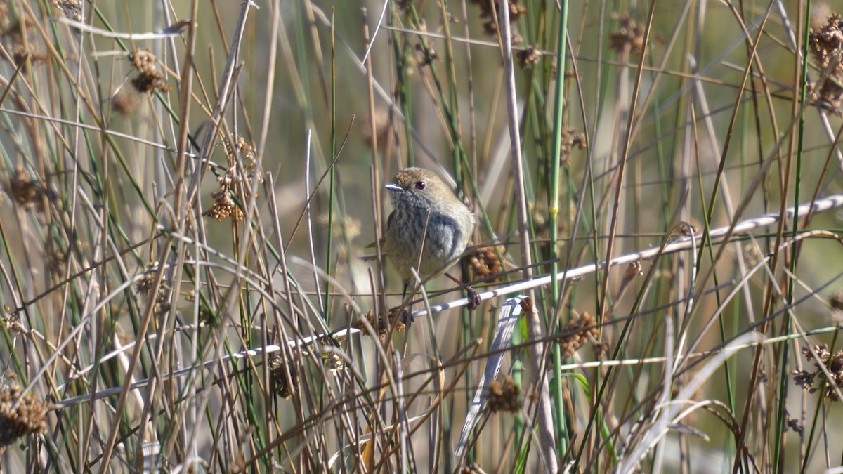 Brown Thornbill - ML620884097