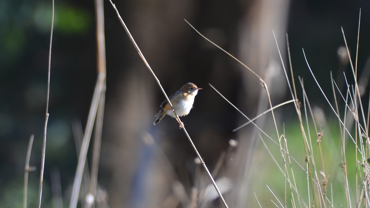 Golden-headed Cisticola - ML620884101