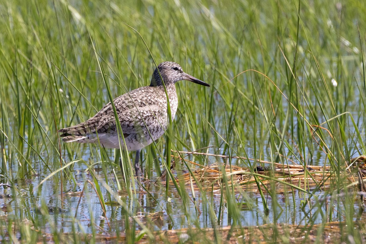 Willet - John Reynolds