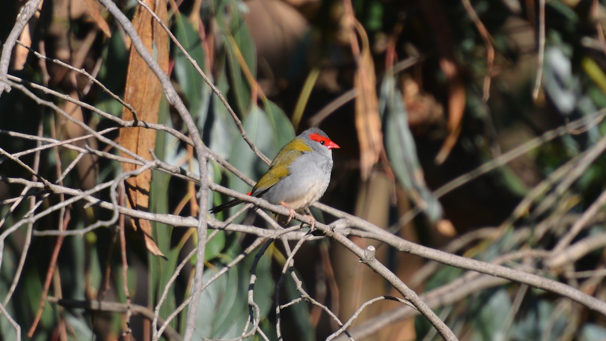 Red-browed Firetail - Dirk Tomsa