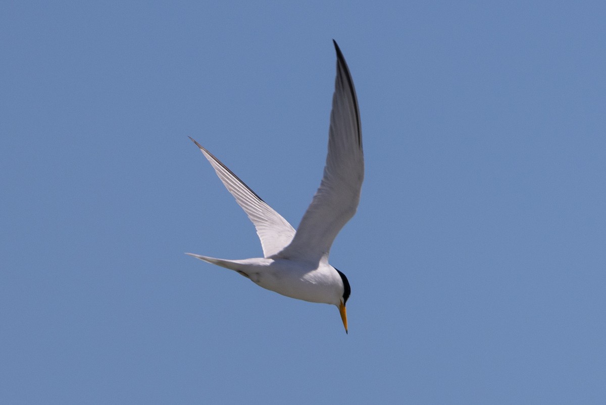 Least Tern - ML620884108