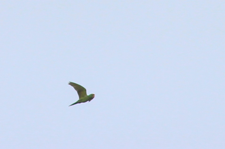 Scarlet-fronted Parakeet - ML620884110