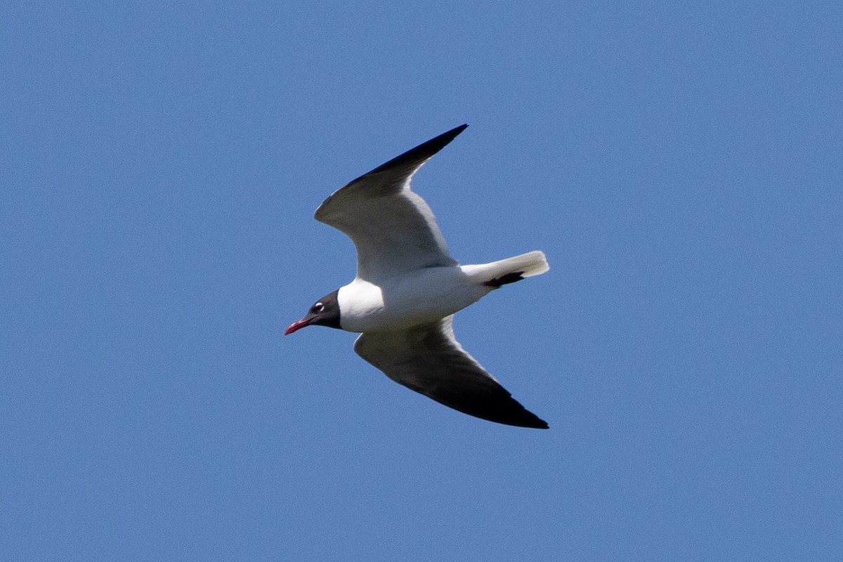 Mouette atricille - ML620884112