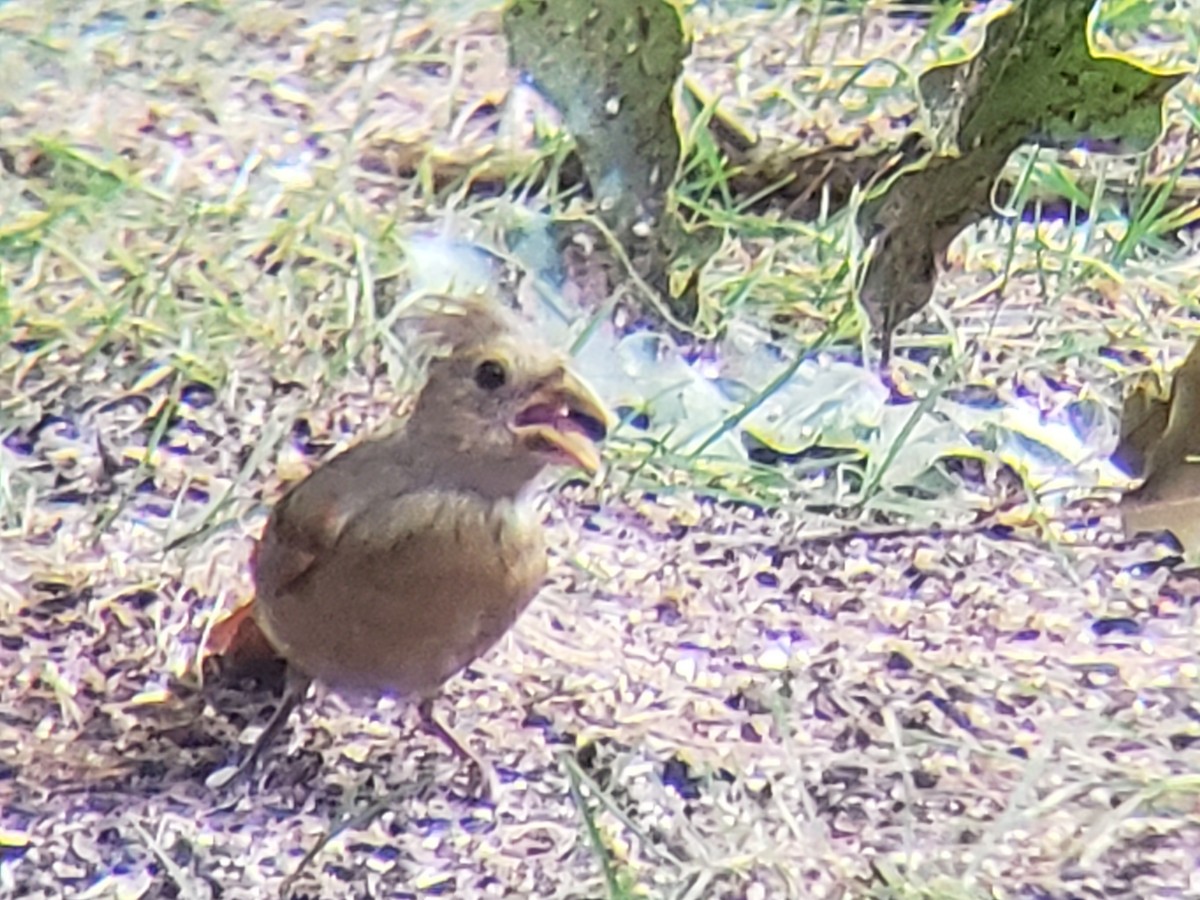 ショウジョウコウカンチョウ - ML620884117