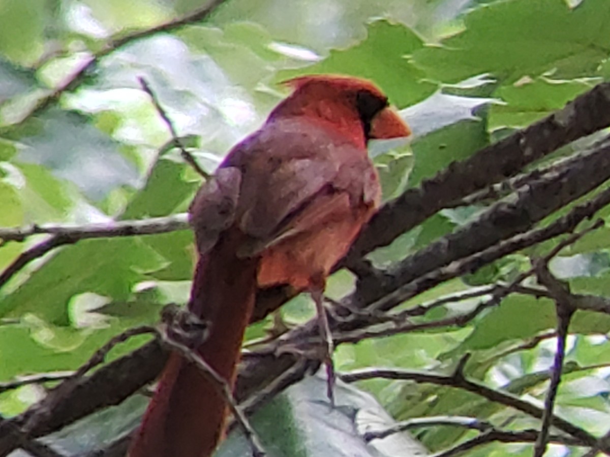 Cardenal Norteño - ML620884118