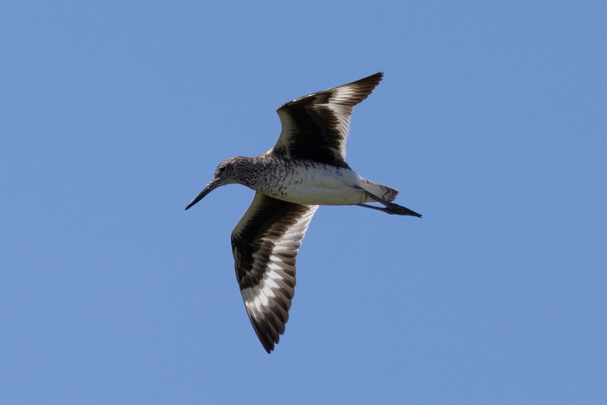 Willet - ML620884121