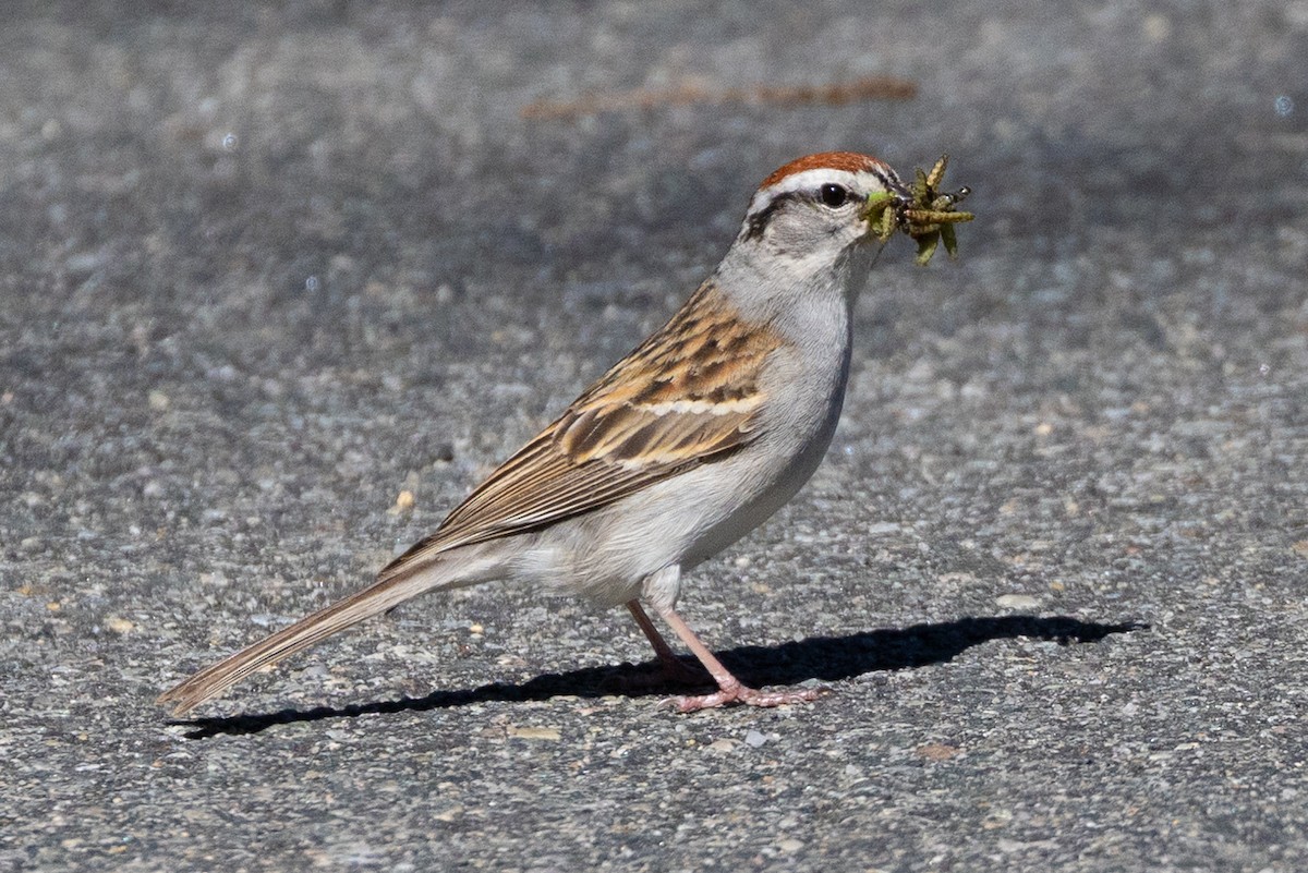 Chipping Sparrow - ML620884123