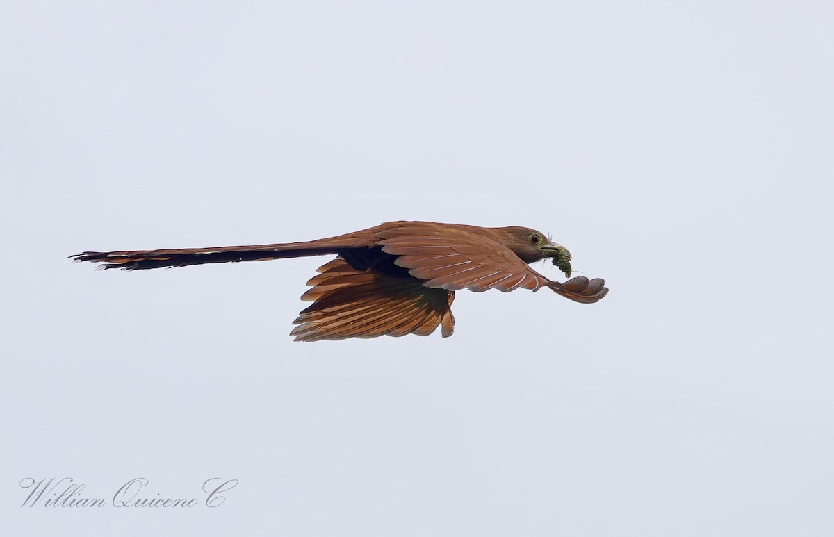 Squirrel Cuckoo - ML620884129