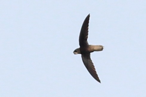 Short-tailed Swift - ML620884131