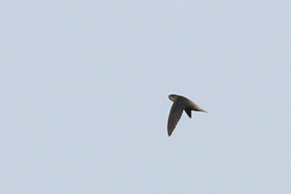 Short-tailed Swift - ML620884133