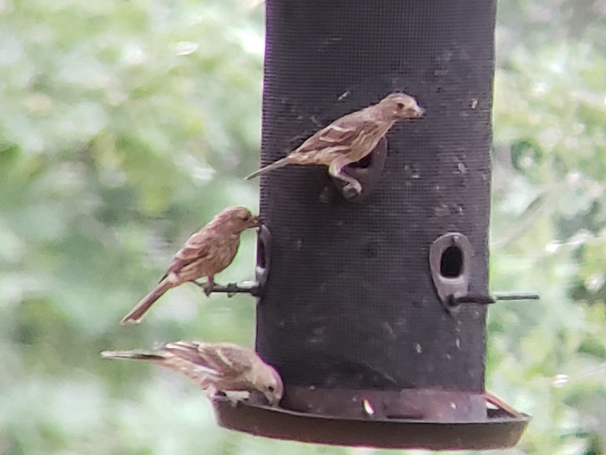 House Finch - ML620884134