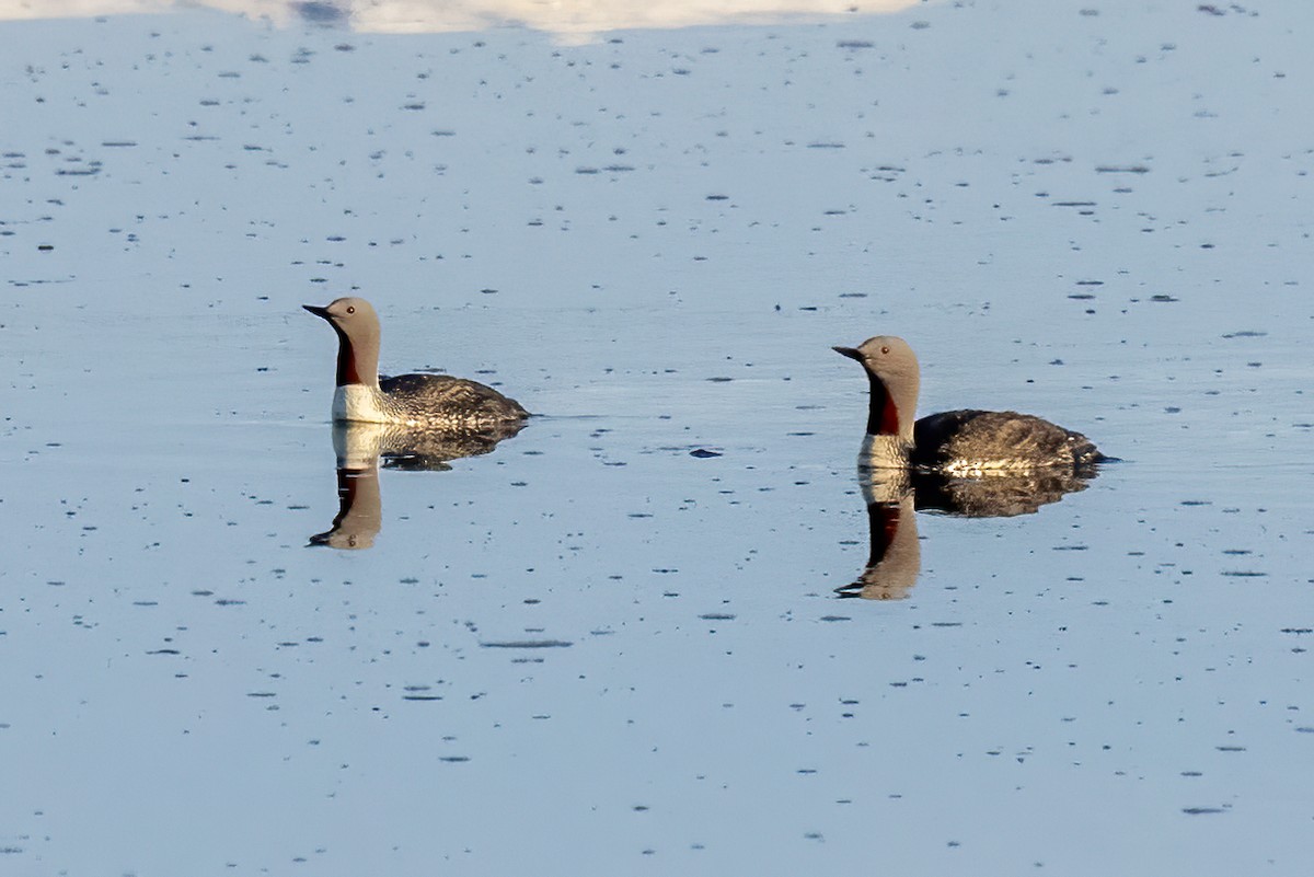 Red-throated Loon - ML620884135