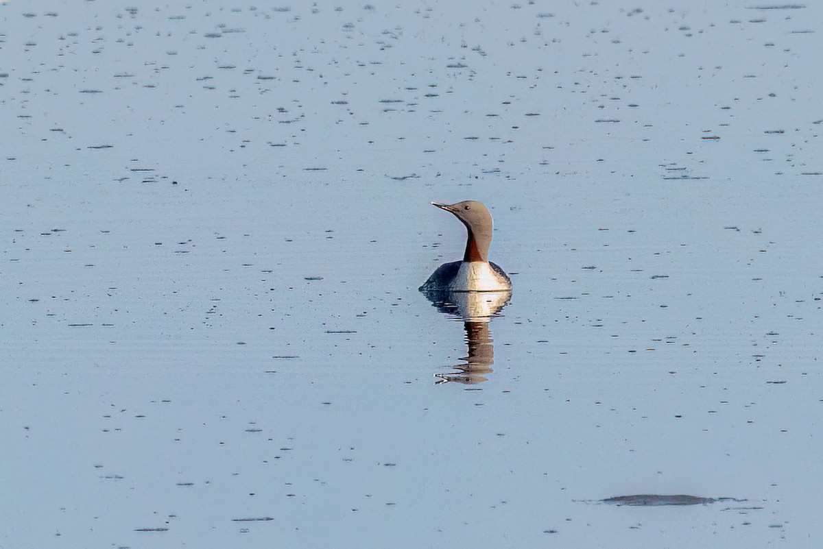 Red-throated Loon - ML620884136