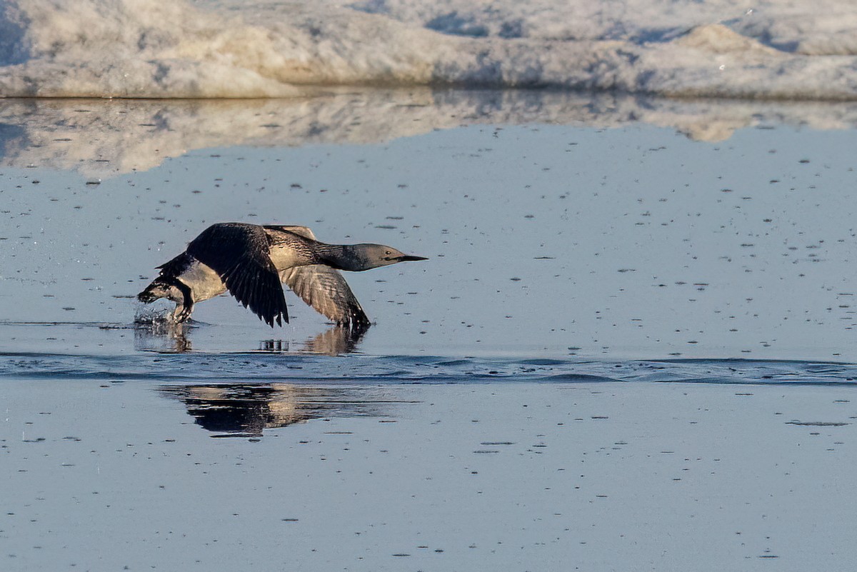 Red-throated Loon - ML620884137