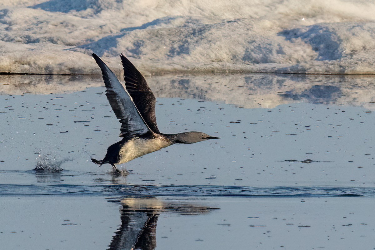 Red-throated Loon - ML620884138