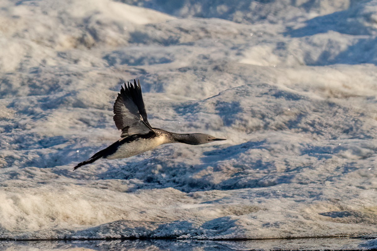 Red-throated Loon - ML620884139