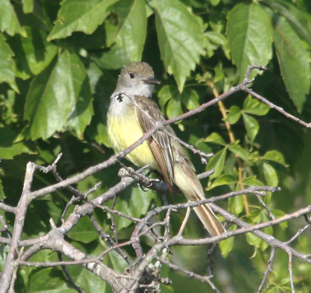 Great Crested Flycatcher - ML620884142