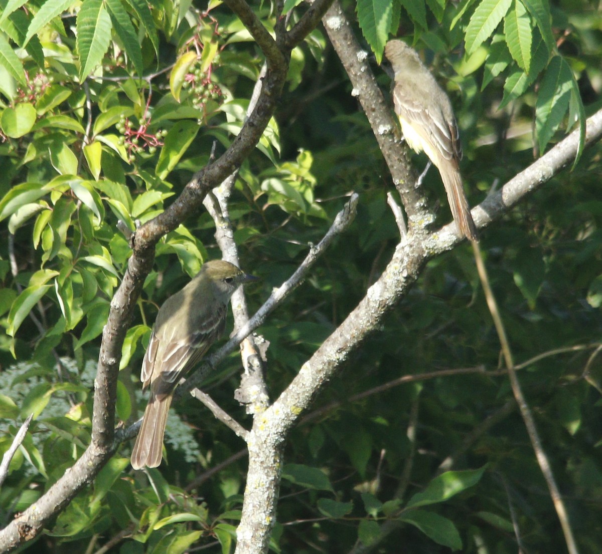 Great Crested Flycatcher - ML620884143