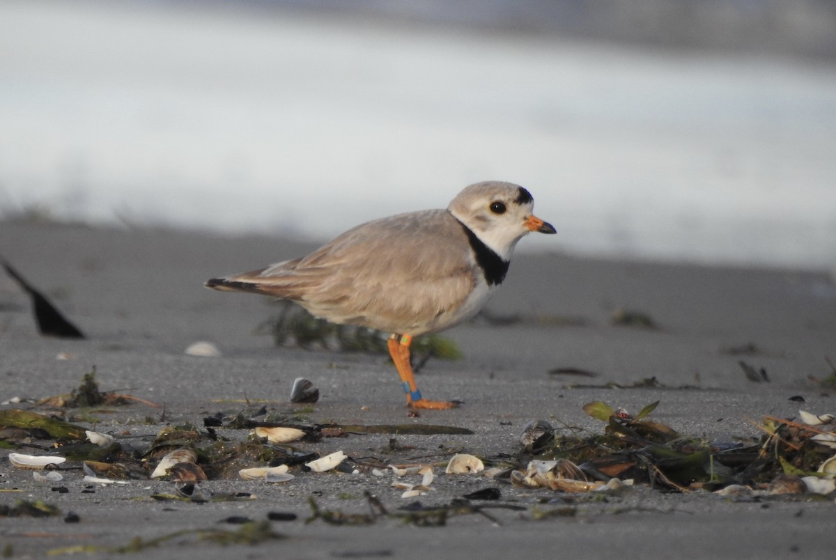 Piping Plover - ML620884148