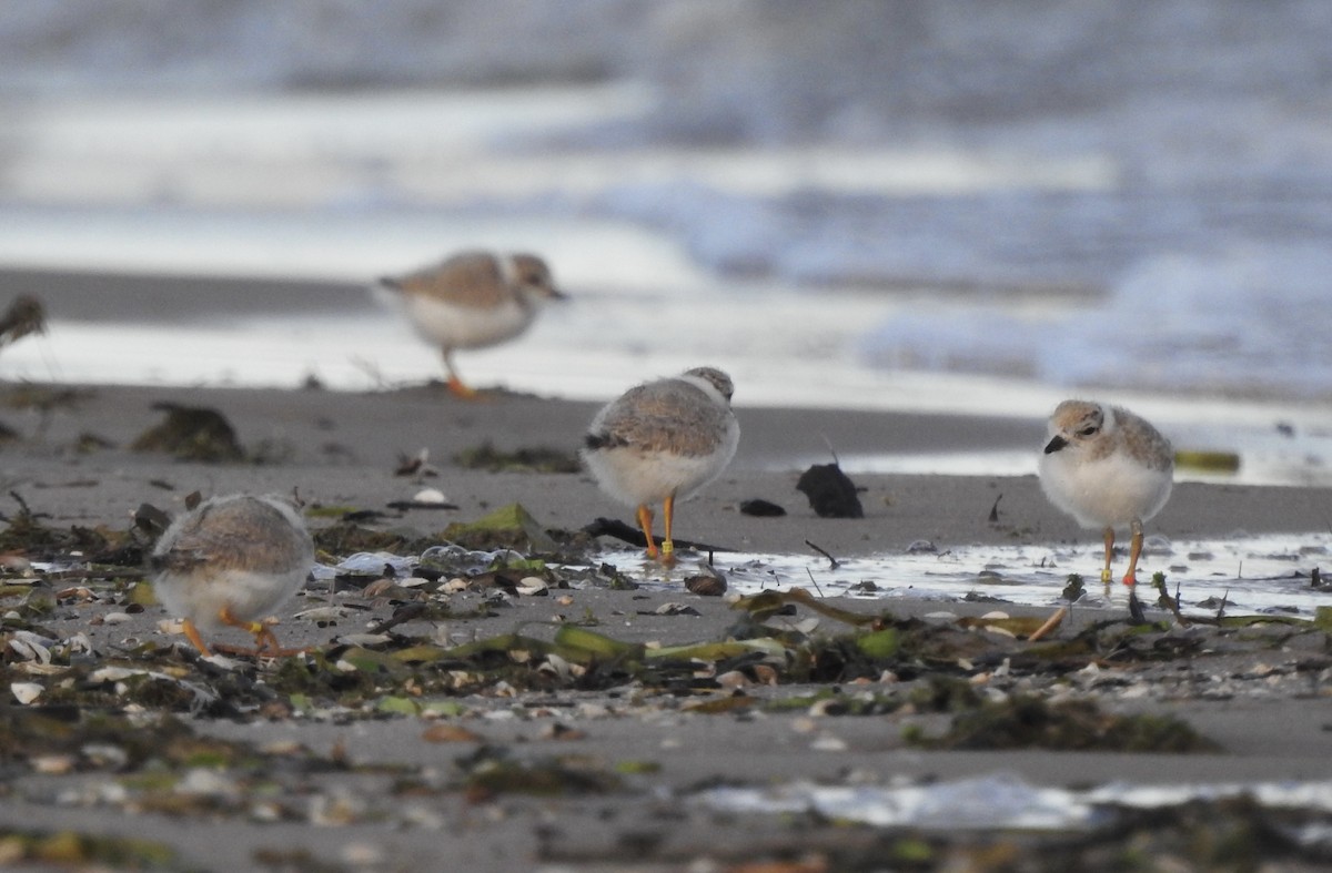 Piping Plover - ML620884149