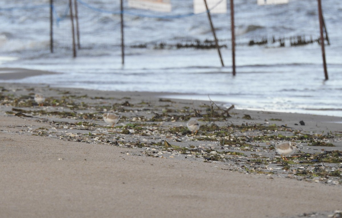 Piping Plover - ML620884150