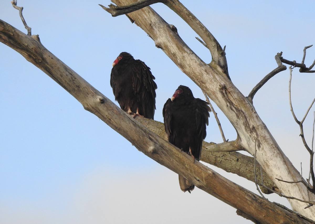 Turkey Vulture - ML620884151