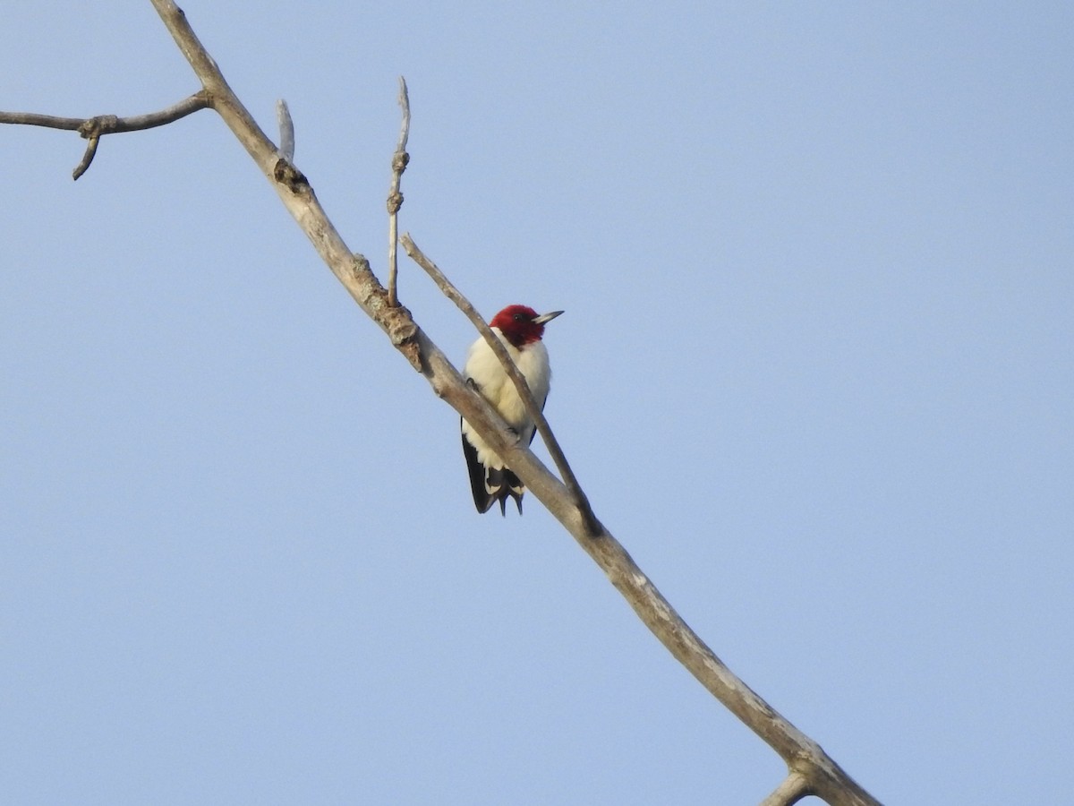 Red-headed Woodpecker - ML620884156