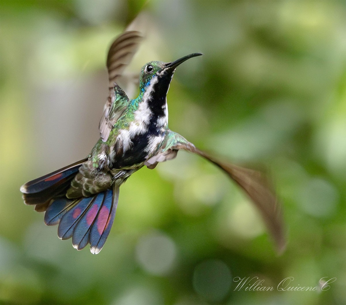 kolibřík tropický - ML620884161