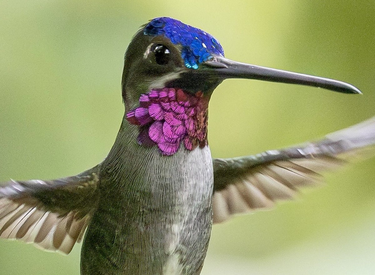 Long-billed Starthroat - ML620884163