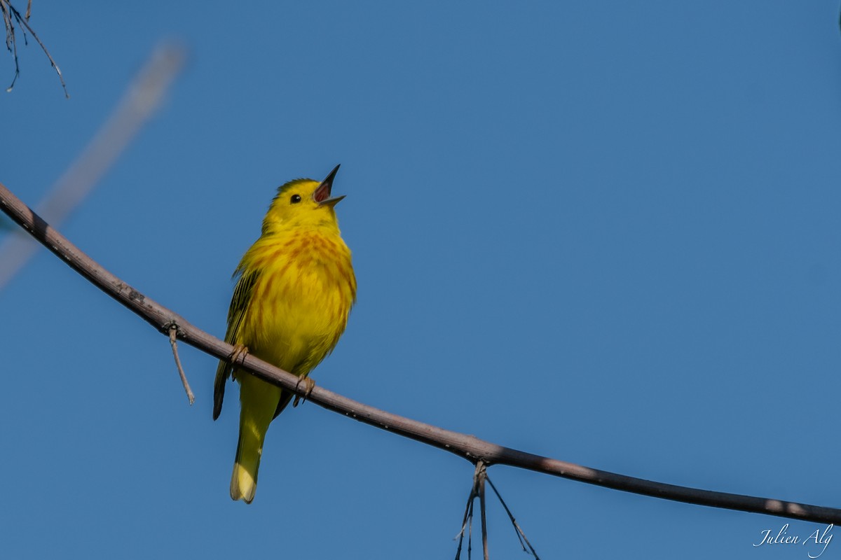 Yellow Warbler - Julien Allègre